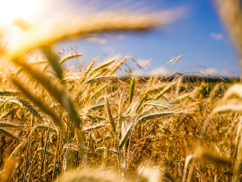 Golden barley field in sunlight, evoking the harvest setting of the Book of Ruth