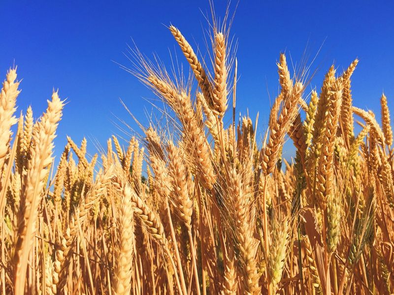 Ripe golden wheat ears against a blue sky, evoking the grain harvest where Ruth gleaned in the fields of Boaz